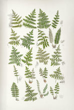 Load image into Gallery viewer, BOTANICAL ART ATELIER - BATHURST ART FAIR
